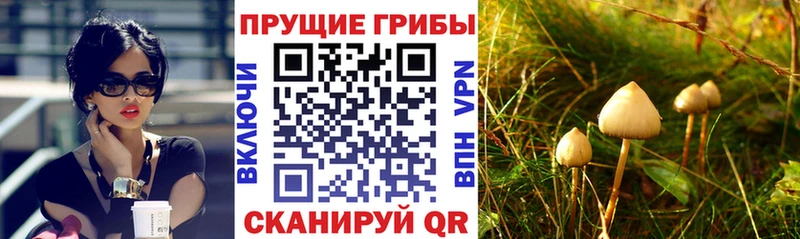 Псилоцибиновые грибы ЛСД  где найти наркотики  Дмитров 
